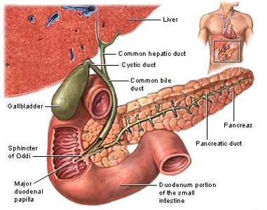 Cholecystectomy Gallbladder Removal Surgery india, Price Cholecystectomy