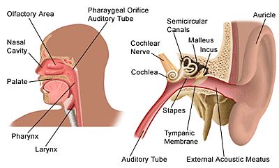 Ear Nose Throat Surgery India, Cost Ear Nose Throat Surgery Mumbai India, Tonsillectomy, Ear Tubes, Removal, Ear Nose Throat Surgery Pain, Throat Specialist Mumbai India, Ear Nose Throat Surgery Complications, Ear Nose Throat Surgery Infection, Ear