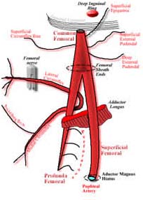 Femoral Embolectomy Surgery India, Cost Femoral Embolectomy delhi India, Femoral Embolectomy Surgery Delhi India, Cost Femoral Embolectomy Surgery India