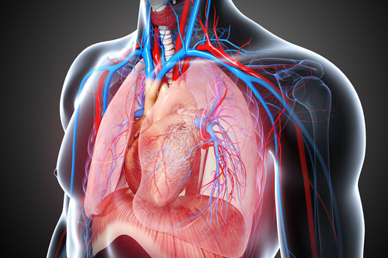 Minimally Invasive CABG Midcab Surgery in India